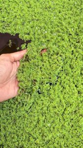 ส่งเร็ว แหนแดงไมโครฟิลล่า คัดพิเศษ ใช้ในการเกษตร ลดต้นทุนอาหารสัตว์