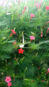 เมล็ดดาวนายร้อย 100 เมล็ด คละ 3 สี (ขาว ชมพู แดง) สนก้างปลา คอนสวรรค์ เมล็ดพันธุ์ใหม่ อัตราการงอกสูง