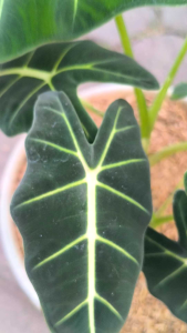 Alocasia Frydek (Alocasia micholitziana Frydek) -  - Pokok Alocasia Beludru Frydek - अलोकेसिया फ्रायडेक Alocasia Frydek – Velvet Leaves Striking Veins Compact Aroid Collector’s Choice Indoor Foliage LIVE PLANT