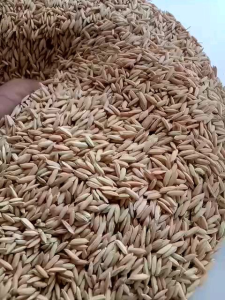 BENIH PADI UNGGUL CIBATU 1kg