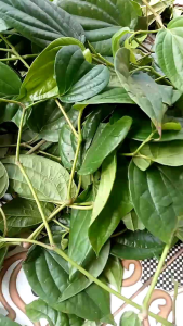 Daun Sirih Hijau Segar 250 Gram: Manfaat dan Penggunaan