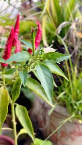 PENDRIVE USB Quran Zikir Selawat dan Doa Mp3