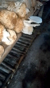 Baglog Jamur Tiram Ukuran Mini  Dua Varian Jamur Tiram Putih Dan Tiram Cokelat Paket ( A )