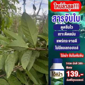 ไอ้เน่าจับใบ สารจับใบ สารนำพา เร่งการดูดซึม ไอ้เน่า ปุ๋ยน้ำ500ml