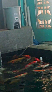 Auto Feeder Koi // Alat Pakan Otomatis Untuk Hewan Peliharaan