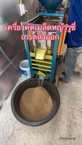 🔰 รูซี่ เมล็ดหญ้ารูซี่ 1 กิโลกรัม พร้อมปลูก หญ้าลูซี่ หญ้าเลี้ยงสัตว์ หญ้า พันธ์ูฮาญ หญ้าเลี้ยงวัว