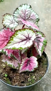 tanaman hias daun  begonia pelangi original murah