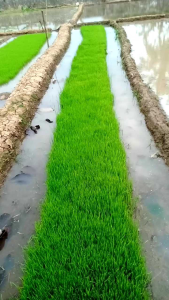 BENIH PADI 303 AGT SUPER UNGGUL BERKUALITAS 1Kg