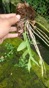 dendrobium stuartii sudah ditempel di papan tinggal rawat bibit bunga anggrek dendro macrostachyum