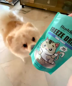 Buddies Freeze Dried 【Tuna Cubes】l Pure Meat l Premium Cat/Dog Treats