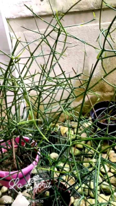 Euphorbia Tirucalli/Anak pokok telulang/Pencil cactus (Herbal) 光棍树