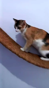 KESET garukan cakaran kucing serabut kelapa ukuran 90cm×30cm