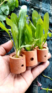 paket 3 pot echinodorus martei tanaman air aquascape hiasan aquarium