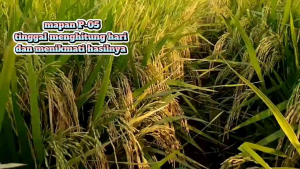 BENIH BIBIT PADI MAPAN P-05 GABAH SUPER UNGGUL BERKUALITAS KEMASAN 1KG