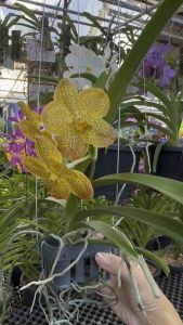 Vanda Orchid ｜Baby Plant (V1 ~ 12)