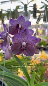 Vanda Orchid ｜ Baby Plant ｜ V13～24