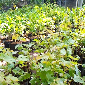 Bibit Tanaman Anggur Impor Favvor: Panduan Lengkap