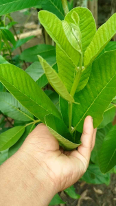 DAUN JAMBU BIJI SEGAR FRESH DIPETIK SAAT ORDERAN MASUK