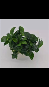 Anubias Barteri Var.Nana Pangolino”穿山甲“小榕-Emerge水上叶/Aquatic Plant/Tumbuhan Akuatik/Paludarium