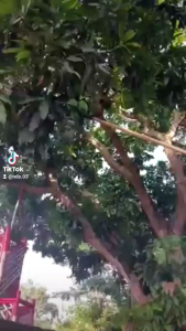 Alat Petik Mangga Serbaguna Langsung Dari Pengrajin