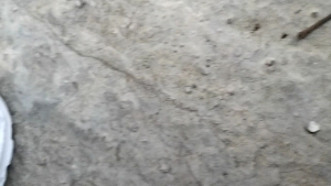 Terbaru: Sepatu Sekolah Anak Laki-Laki & Perempuan 28-41