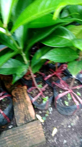 cây mận điều hoa đỏ thái lan cao 60cm.