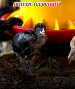 penggemuk ayam kampung / vitamin ayam ternak / Vitamin ayam cepat besar / Vitamin ayam /