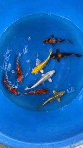 JAPAN KOI IMPORT 20-23cm from MARUSEI & HOSHIKIN FARM  8pcs COMBO OFFER at RM3998 + shipping RM50