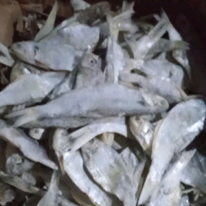 ikan asin bilis langsung dapat dari laut. harga untuk kemasan 1kg. fress n segar ya ukuran besar n sedang benar kering ya bukan basah.