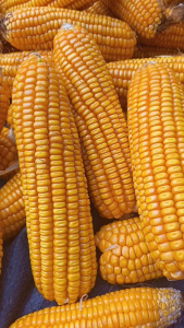 BIBIT JAGUNG HIBRIDA BERKUALITAS KEMASAN 1 KG