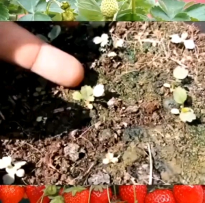 (KEMASAN PREMIUM) BIJI/BENIH STRAWBERRY PUTIH