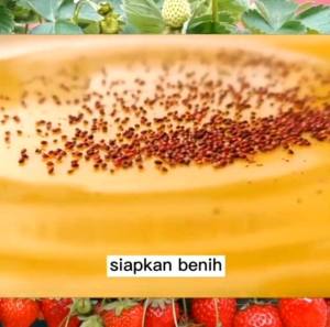 (KEMASAN PREMIUM) BIJI/BENIH STRAWBERRY MERAH