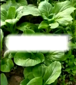 BENIH BINTANG ASIA SAWI PAKCOY / CAKCOY ( KEMASAN PABRIK )