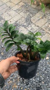 กวักมรกตแคระฮอลแลนด์ ไม้มงคล ไม้ประดับ