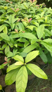 Bibit Alpukat Si Jago