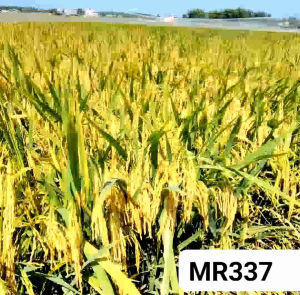 BENIH PADI UNGGUL MR337 Kemasan 5Kg
