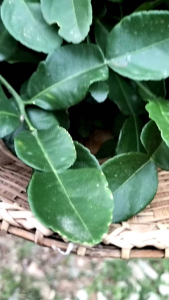 ใบมะกรูดตัดสด ติดกิ่งยาว 10 ซม. ตัดหนามเรียบร้อย ปลอดสารพิษอินทรีย์ 100%  ตัดสดตามออเดอร์ ขนาดบรรจุ 300 กรัม ราคา 50 บาท