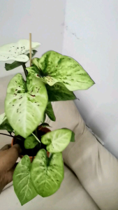 Caladium Thai Hybrid : Fong Kong [Caladium Plants-Pokok Keladi /Indoor Plant/Real Live Plant]