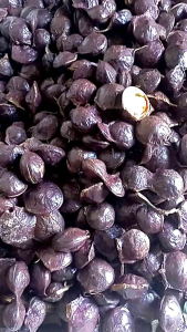 1kg jengkol muda segar bau petik readystok siap kirim