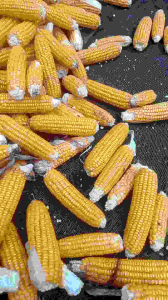 BENIH JAGUNG SUMO SEKTI 1KG, 2KG, DAN 3KG