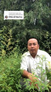 Trà Rau Mương Túi Lọc 30 gói - Hỗ Trợ Dạ Dày - HP - Viêm Loét - Trào Ngược - Đại Tràng