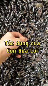 combo 100 con bổ củi rừng sấy khô tặng kèm dâm dương+kỳ tử+táo đỏ+đông chùng hạ thảo