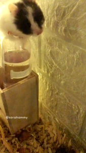 PENYANGGA BOTOL MINUM HAMSTER KAYU RUSTIC