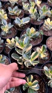Tanaman Hias Jade Plants Variegata Golden: Tips & Perawatan
