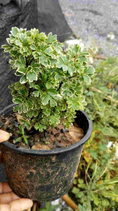 ต้นเล็บครุฑ