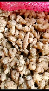 kencur wangi 500 gram