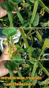 เพชรสังฆาตสด เพชรสังฆาต 6 กิ่ง (1กิ่ง=1คืบ)