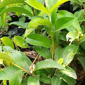 bibit tanaman jambu cristal cangkok berbunga / jambu kristal berbuah