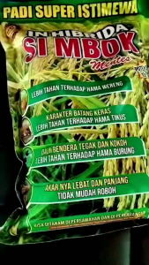 (3KG) BENIH PADI SUPER ISTIMEWA SIMBOK MENTES FREMIUM TERBARU UMUR PANEN 95-110HST