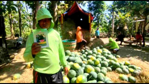 benih semangka hibrida GAJAH MADA F1. 350biji